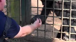 Shaking hands with young bonobos - Lola ya Bonobo