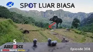 Spot Mantap, Poin Mantap, Berburu Babi Hutan Ep307
