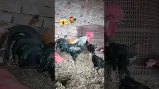 Big Angry Murga Sound 😱