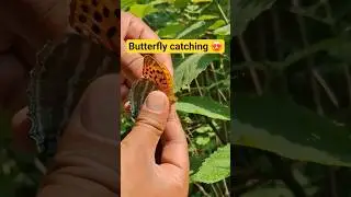 catching a butterfly 🦋 #butterfly #insect #insects #shorts #ytshorts #trending #youtube #youtuber