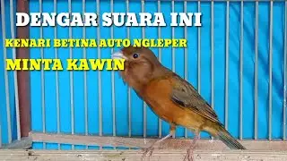 KENARI JANTAN GACOR NGEREK - kenari betina langsung minta kawin
