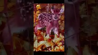 Deer baby crying for mother/