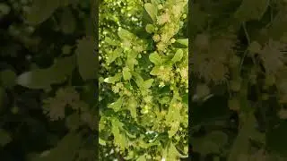 "Green" - Juny 2021