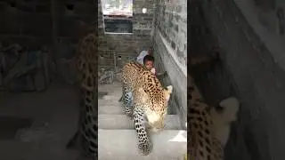 Royal Bengal tiger#tiger cute baccha bag#bagair video #funny #comedy #viral #funnymoment #funniest
