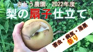 梨の立ち木扇子仕立て3年目の実績　病害虫との戦いに苦労し売上微増に留まる