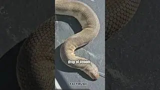 World&rsquo;s Deadliest Sea Snake 🐍🌊 | Dubois&rsquo; Sea Snake Facts #facts #viral