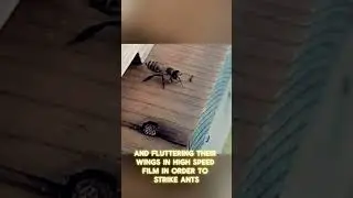 Bees vs Ants.#facts #bees #animals #fypシ゚ #wildlife #amazing #virelreels #fyptiktok #factshorts