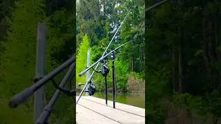 Carp run!!!!🚨🚨🚨#fishing #angler #carp #carprun#carpfishing