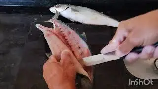 como que limpa e faz em fil&eacute; a guaivira
