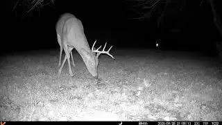 Archive Files of Trail Camera 2 Compilation 20250929 i
