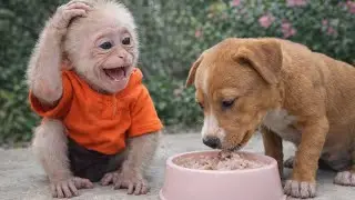 First Meal Together! Will Monkey Baba and the Puppy Get Along?