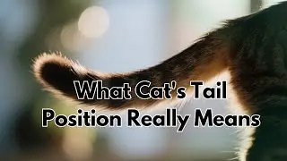 What a Cat&rsquo;s Tail Position Really Means