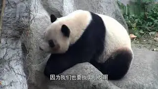 Calm the new panda mother Qifu 17