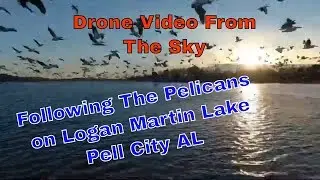Video Of The Pelicans on Logan Martin Lake, Pell City AL (video short)