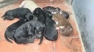 Puppy are sleeping, Lovely is Puppy.#dogs #puppy #kitten #animals #cat #rabbit #monkey #shortvideo 