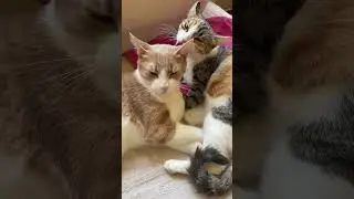 Sacred Grooming Ritual #CatLove #CatGrooming #gaialand GaiaLand #naturallife  #cat #kitten #love