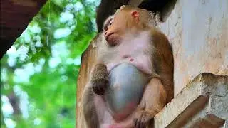 OMG! Old Grandma Rose Wait For Giving New Birth Soon!