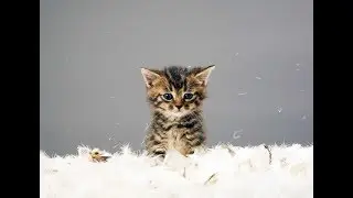 50 Fascinating Facts about Cats | All about Cats
