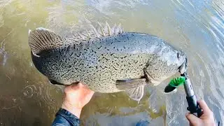 Surface Fishing for MASSIVE TROUT COD and Chunky Golden Fish