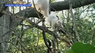 Albino squirrel