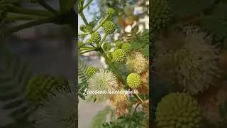Funny leucaena leucocephala or lead tree #shorts #herbarium