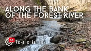 Transparent Forest in Warm Winter. Soothing Sound of Water and 4k ASMR Video for Sleep and Study