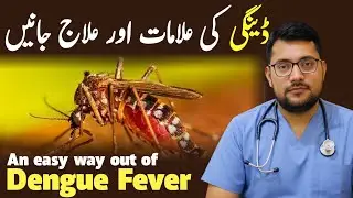 Dengue Fever Symptoms & Treatment | Early Signs, Causes & Prevention Tips