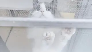 分離不安症だったラグドール猫と1週間ぶりに再会したらとんでもないことになった。