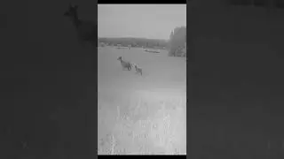 a female deer with a fawn on a moonlit night #shorts