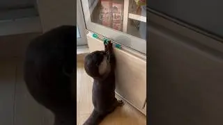 OCD Otter Plays With His Stones 🦦🟢