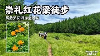 我的徒步探索第249集 休閒徒步河北崇禮紅花梁穿越至雲頂滑雪場賞最美花海