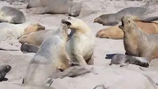 New Zealand Sea Lion about to give birth to baby 紐西蘭海獅生產 | Enderby Island | 2024.12.27