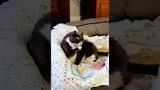 Orlando Florida Winter Park, Luna 🐈&zwj;⬛️ Refused To Give The Basset Hound Daisy🐕 Her Bed Back!