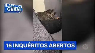 Polícia fala sobre prisão de homem suspeito de torturar e matar gatos no DF | Balanço Geral DF