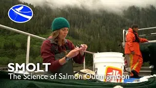 SMOLT - The Science of Salmon Outmigration