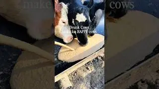 Drunk Cows? How a Distillery Turns Bourbon Mash into Cow Feed 🐄