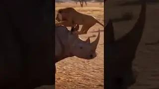 The Last of a Lion Who Failed to Hunt!        #Rhinoceros #Lion #Hunt