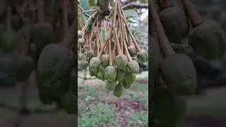 Durian flower bud