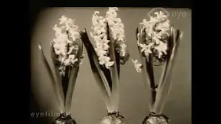 Van bol tot bloem