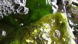 DIY Algae Scrubber. Out Performs Expensive, Name Brand Units