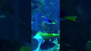 Finding Dory #aquarium #Dory #fishes #ocean