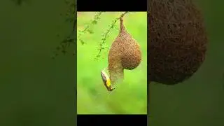 सुगरी | Baya Weaver | The Best Bird Nest In The World | THE LIGHTS #shortsfeed #animal