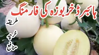 Hybrid melon farming method, expence, profit | Hybrid kharbooza farming | Melon farming in Pakistan