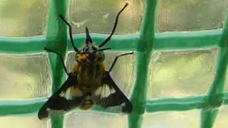 Small Deer flies - Chrysops relictus - Kleggjar - Bl&oacute;&eth;sugu fluga - Bitfluga - Skord&yacute;r - Gulgr&aelig;n augu