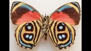 Butterflies and Moths!
