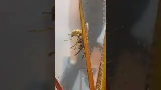 Roridula Gorgonias (pianta proto-carnivora) alle prese con una vespa.