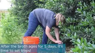MEGA:BITESS Setting Ovitraps
