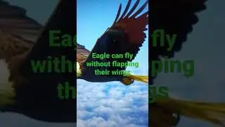 Eagle can fly without flapping their wings