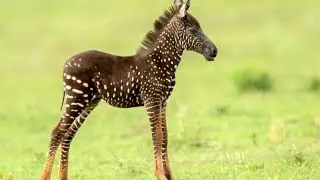 Animals whose genetic mutations are the cherry on top of their unique charm