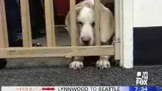 Pets Bring Smiles & Productivity To Workplace